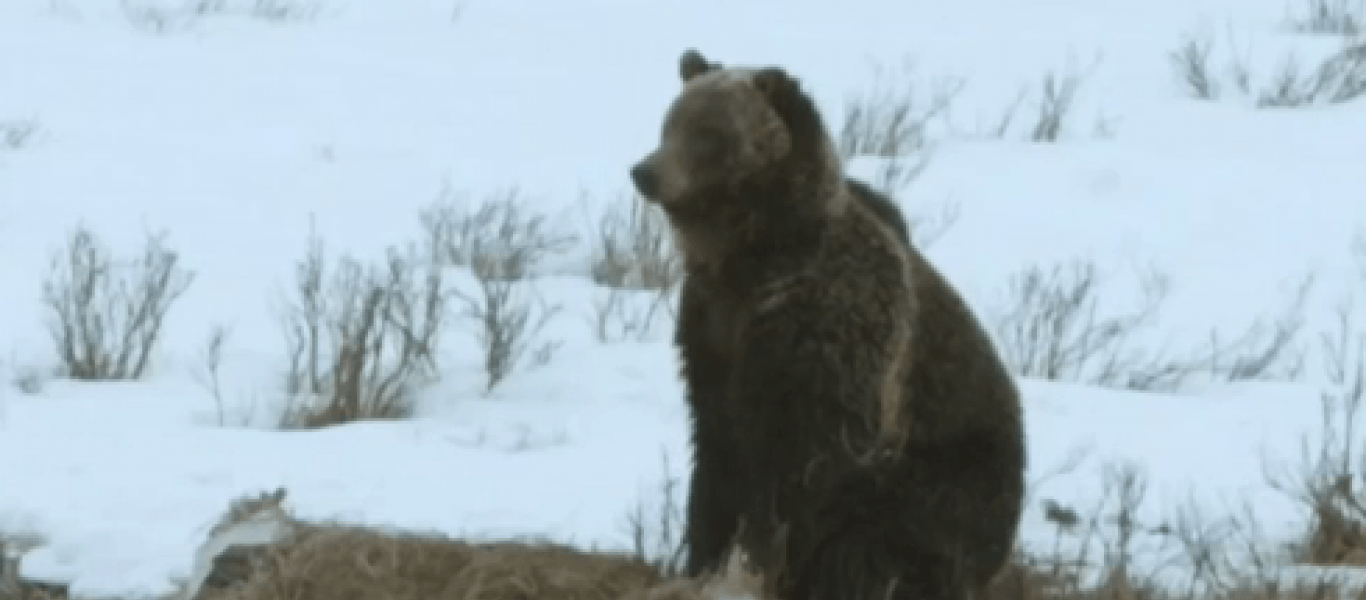 ΗΠΑ: Αρκούδα διεκδικέι τη λεία της από πεινασμένα κογιότ (βίντεο)